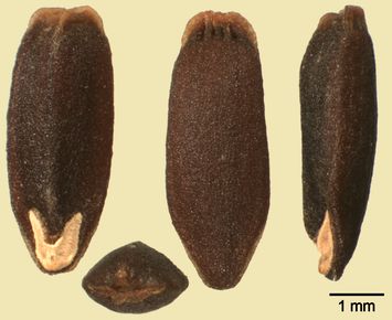 Vorschaubild Iberischer Drachenkopf